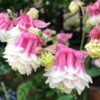 Pink Petticoat1 1