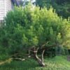 Pinus densiflora Heavy Bud 01s