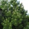 Pinus nigra 5 e1581195190932