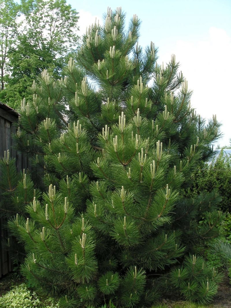 Pinus nigra 5 e1581195190932 Pinus nigra 5 e1581195190932
