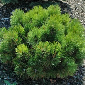 Pinus nigra Black Prince form1