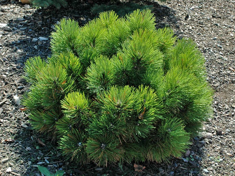 Pinus nigra Black Prince form1 Pinus nigra Black Prince form1