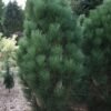 Pinus nigra Scholz