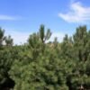 Pinus nigra maritima – Corsican Pine 11