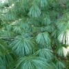 Pinus wallichiana Pinus griffithii 88962 1