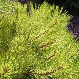 PinusDensifloraRainbow26