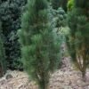 Pinus nigra Scholz big