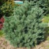 Pinussylvestris ChantryBlue