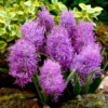 Plumosum