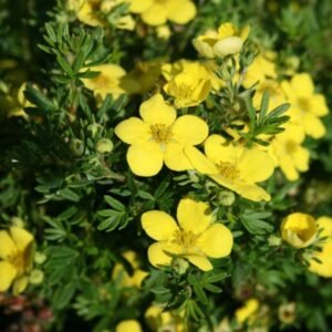 Potentilla fruticosa Goldteppich 800x600 1