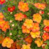 Potentilla fruticosa Red Ace