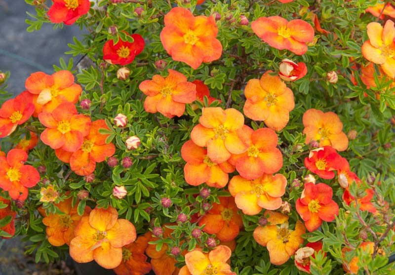 Potentilla fruticosa Red Ace Potentilla fruticosa Red Ace