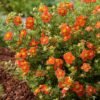Potentilla fruticosa Red Joker 14281303