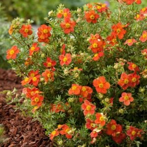Potentilla fruticosa Red Joker 14281303