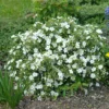 Potentilla Abbotswood scaled 1