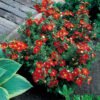 Potentilla Red Ace 0003382 2 32181
