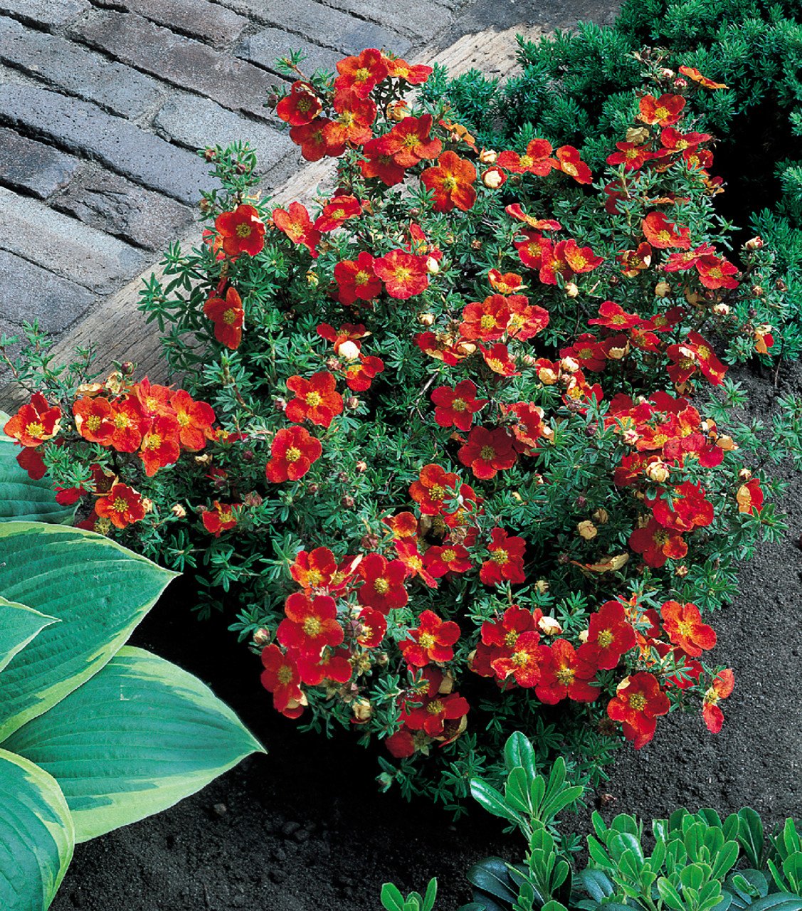 Potentilla Red Ace 0003382 2 32181 Potentilla Red Ace 0003382 2 32181