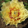Prairie Charm1 1
