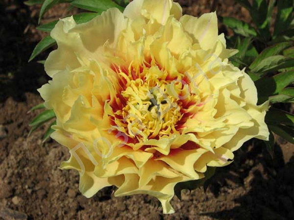 Prairie Charm1 1 Prairie Charm1 1