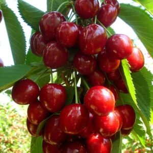 Prunus avium Queen Marry tresne tado ukis