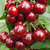 Prunus avium SWEETHEART