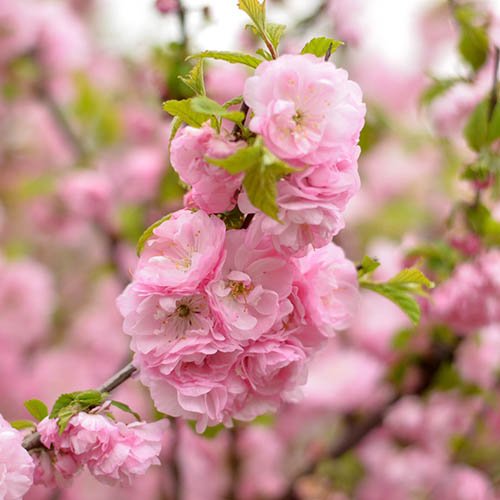 Prunus triloba Prunus triloba