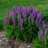 Purpleicious1 1