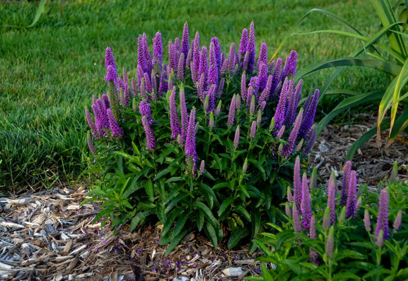 Purpleicious1 1 Purpleicious1 1