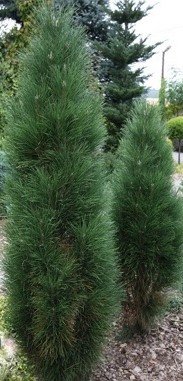 Pusis juodoji Pinus nigra Zimmer Pusis juodoji Pinus nigra Zimmer