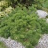 Pusis paprastoji Hillside Creeper 000000000262 1
