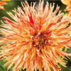 REJMANS FIRECRACKER1 1