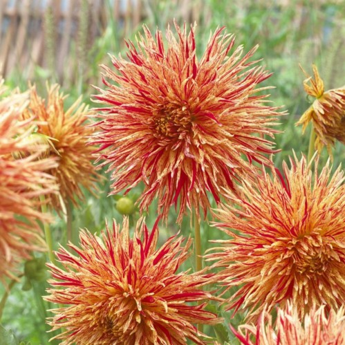 REJMANS FIRECRACKER1 2 REJMANS FIRECRACKER1 2