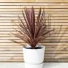 Red Cordyline 1 c6bb12ee3a49389fbda45dc6ebcaaa73