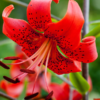 Red Life1 1