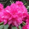 Rhodo Hybride Edward S Rand3 org 1000