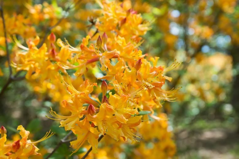 Rhododendron Austrinum Florida Flame Azalea 780x520 1 Rhododendron Austrinum Florida Flame Azalea 780x520 1
