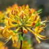 Rhododendron Austrinum TG 01 origin img