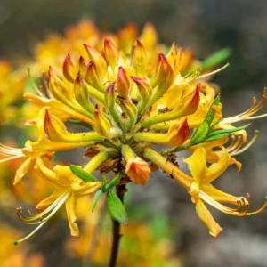 Rhododendron Austrinum TG 01 origin img