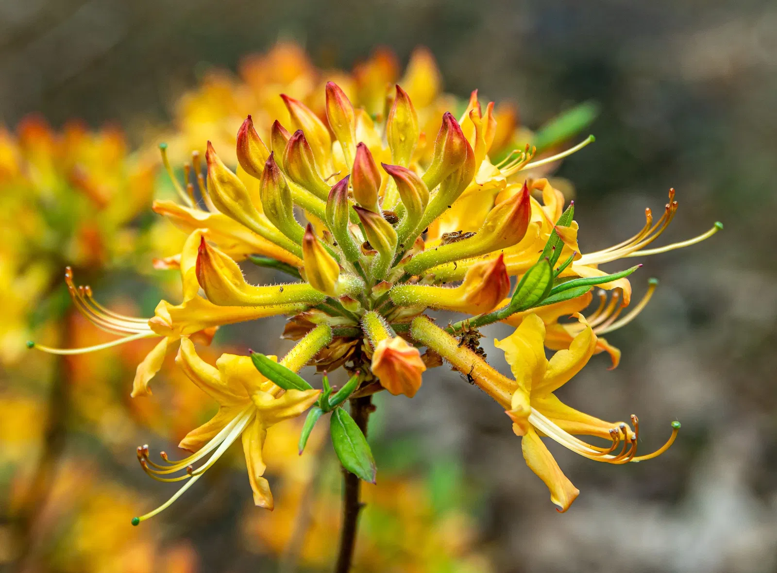 Rhododendron Austrinum TG 01 origin img Rhododendron Austrinum TG 01 origin img