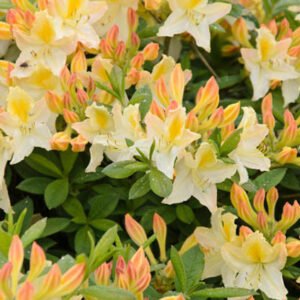 Rhododendron Daviesii