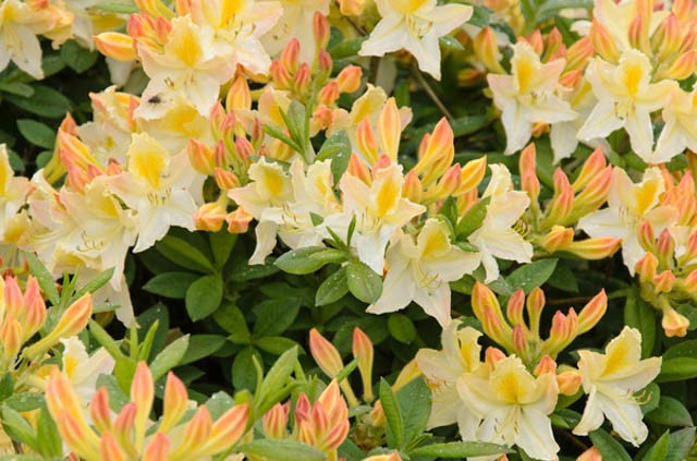 Rhododendron Daviesii Rhododendron Daviesii