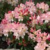Rhododendron Percy Wiseman