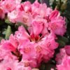 Rhododendron Wine and Roses 1