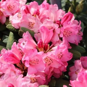 Rhododendron Wine and Roses 1