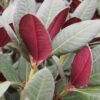 RhododendronWineandRoses.ff2