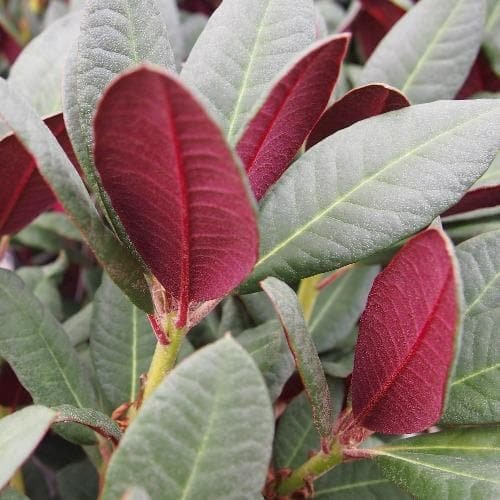 RhododendronWineandRoses.ff2 RhododendronWineandRoses.ff2