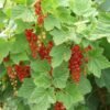 Ribes rc Rovada Ribes rc Rovada1