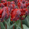 Rococo1