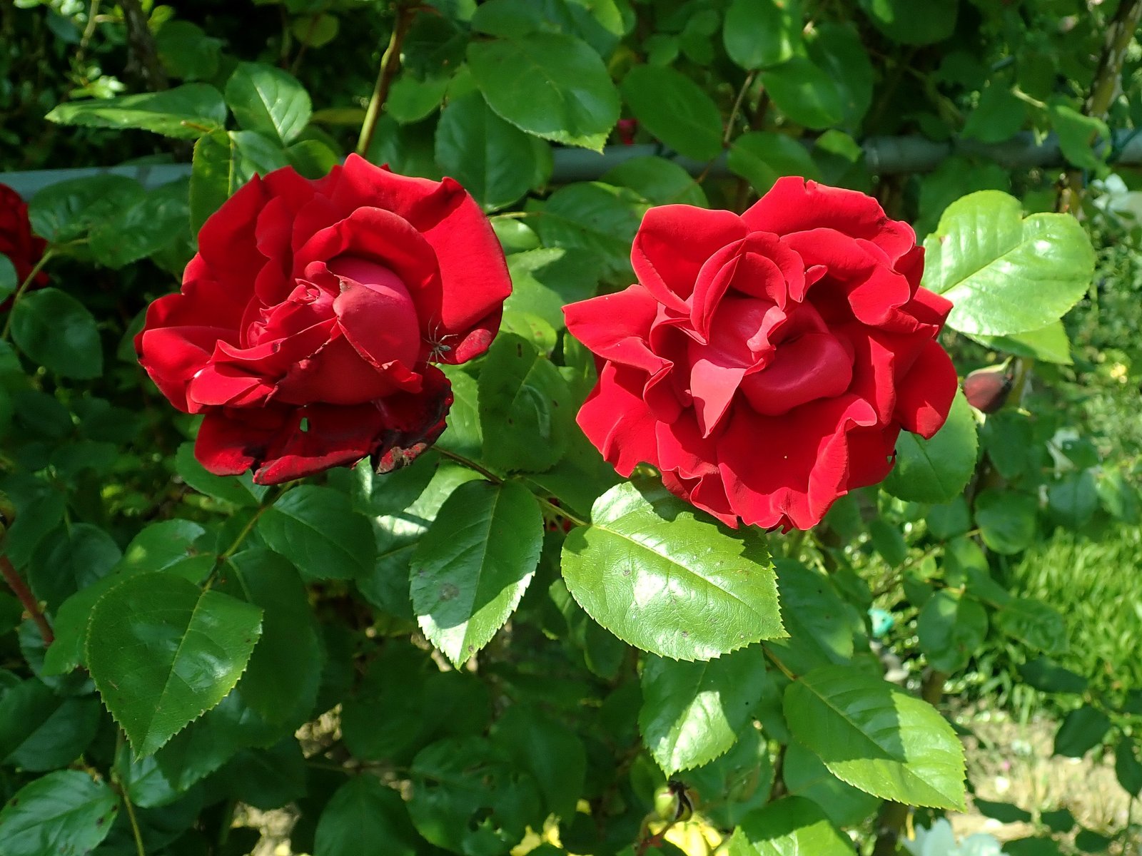 Rosa Santana 2019 06 04 5691 Rosa Santana 2019 06 04 5691
