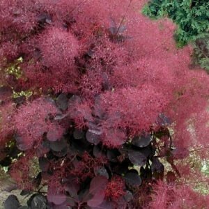 Royal purple1 500x500 1 1